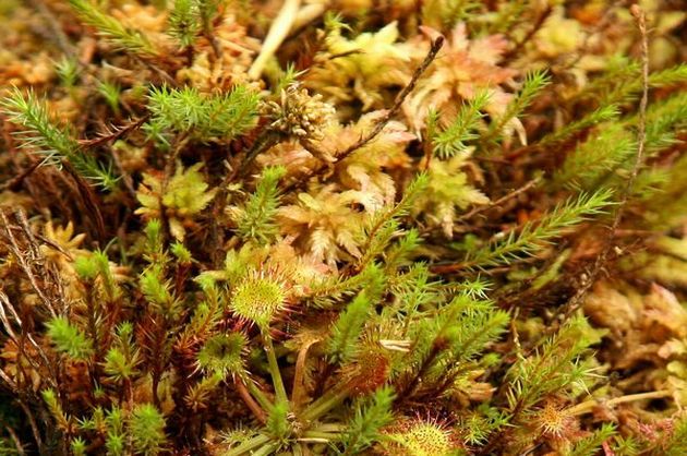LEACURI DIN GRĂDINĂ: Roua cerului (Drosera rotundifolia)