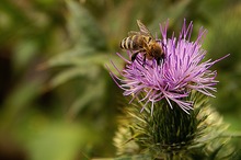 Un studiu britanic confirmă că insectele sunt mai hrănitoare decât carnea de vită și pui