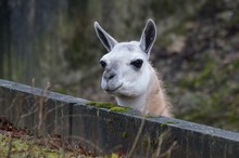 Avertismentul OMS privind carnea roșie continuă să provoace reacții: Mâncați lamă, sfătuiesc autoritățile boliviene