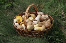 LEACURI DIN GRĂDINĂ: Ciupercile