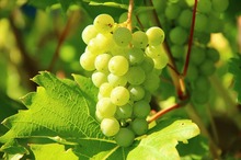 VITICULTURĂ ROMÂNEASCĂ: Soiul Iordană