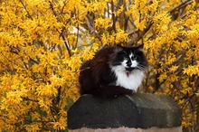 LEACURI DIN GRĂDINĂ: Forsythia