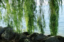 LEACURI DIN GRĂDINĂ: Salcia