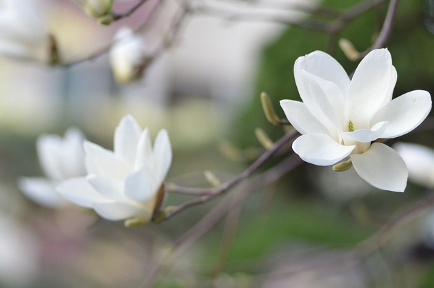 LEACURI DIN GRĂDINĂ: Florile de magnolie
