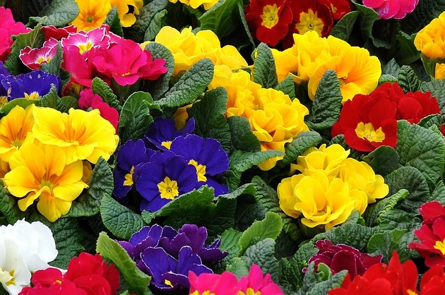 LEACURI DIN GRĂDINĂ: Primula