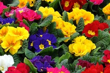 LEACURI DIN GRĂDINĂ: Primula