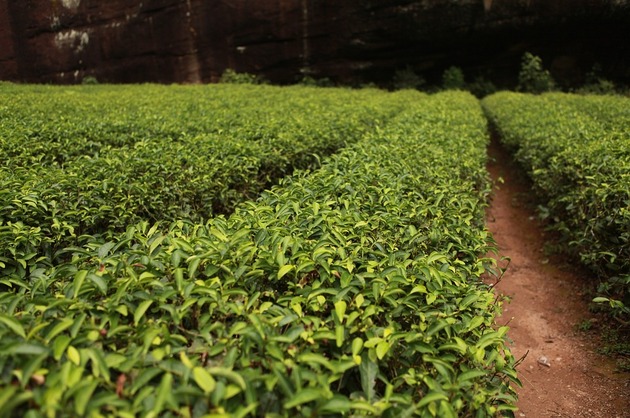 LEACURI DIN GRĂDINĂ: Camellia sinensis (Planta de ceai)