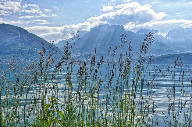 LEACURI DIN GRĂDINĂ: Stuful