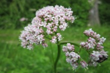 LEACURI DIN GRĂDINĂ: Valeriana