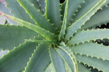 LEACURI DIN GRĂDINĂ: Aloe Vera