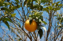 LEACURI DIN NATURĂ: Pomelo