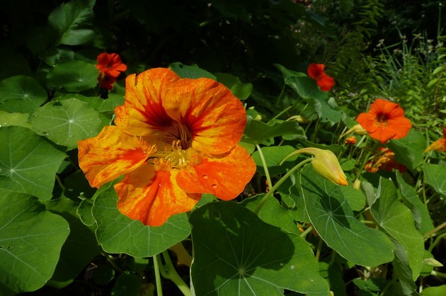 LEACURI DIN NATURĂ: Condurul doamnei (Tropaeolum majus)