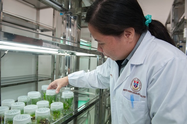 Cercetătorii chinezi au descoperit că o plantă toxică ar putea ajuta la combaterea obezității