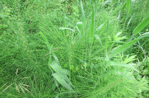 LEACURI DIN NATURĂ: Coada calului