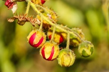 LEACURI DIN NATURĂ: Litchi