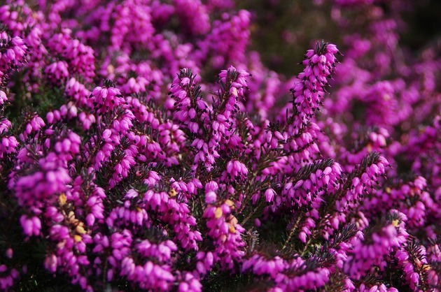 LEACURI DIN NATURĂ: Iarba neagră (Calluna vulgaris)