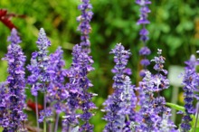 LEACURI DIN NATURĂ: Salvia