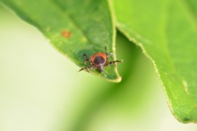 Dr. Corneliu Popescu: Majoritatea persoanelor mușcate de căpușe nu fac boala Lyme