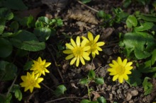 LEACURI DIN NATURĂ: Rostopasca