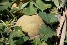 ECO&BIO- Pepenele galben, în dieta mediteraneană de peste 3.000 de ani