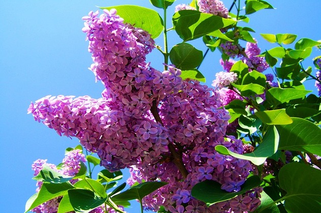 DESTINAȚII CU GUST Mehedinți: Elixirul tinereții - florile de liliac de culoare mov