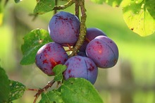 DULCEGĂRII Arad: Gomboții cu prune, o delicatesă gastronomică de vară