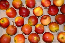 OPINIA NUTRIȚIONISTULUI Alimentația organică