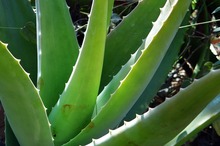 Cura cu suc de aloe vera – excelentă pentru sănătatea întregului organism