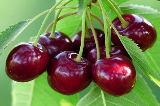 Dieta cu cireşe – fără dureri de cap şi riduri cu o singură regulă